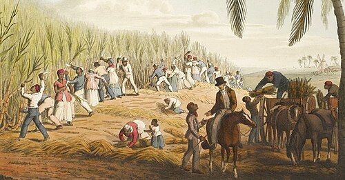 Coloured 1823 illustration showing enslaved Africans cutting sugar cane on an Antigua plantation while a white overseer watches on horseback